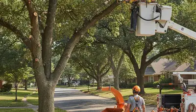Arbor Tree Care pruning trees in Salisbury, MD to improve health and reduce storm risks