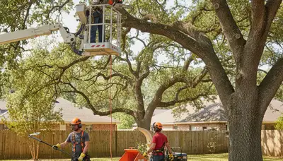 Tree pruning service in Salisbury, MD to improve tree health and reduce storm hazards