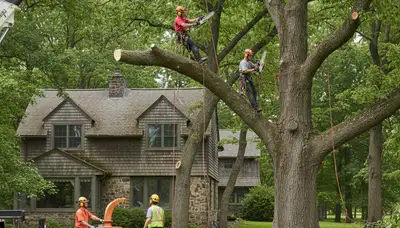 Tree service crew removing a tree in Salisbury, MD