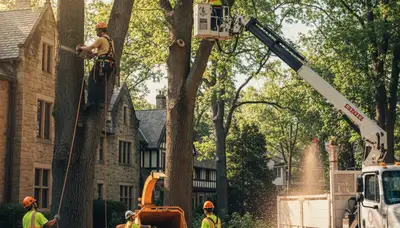 Tree service crew in Salisbury, MD providing professional tree removal and trimming work