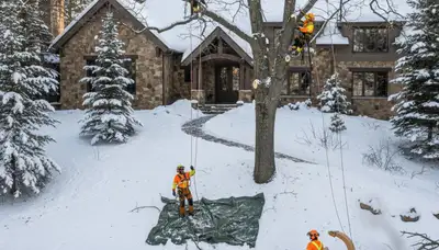 Tree service crew removing a tree in Salisbury, MD for safe property protection