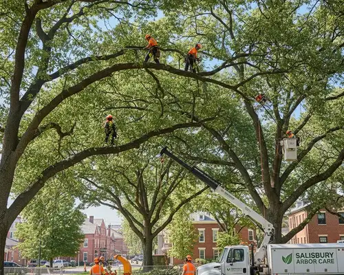 Tree trimming for Salisbury, MD tree service in a thick canopy landscape