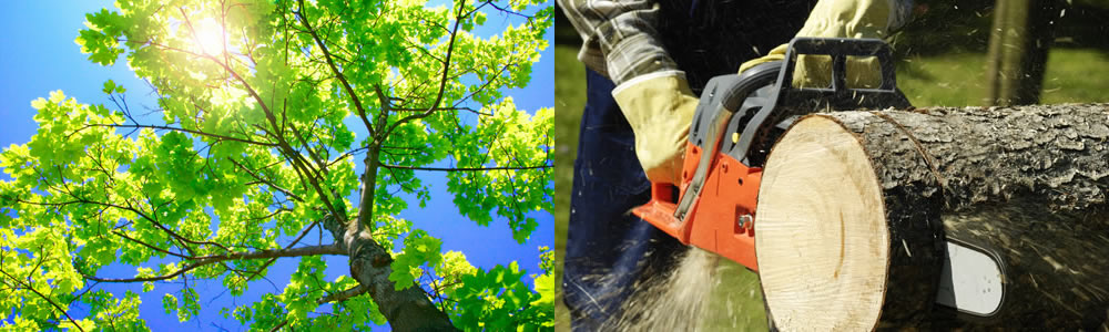 Tree Services Mardela Springs